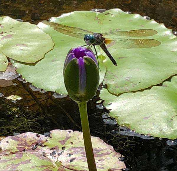 dragonfly and lotus